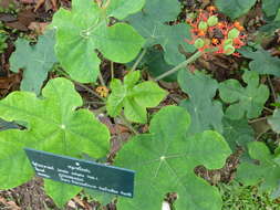 Image of bellyache bush