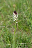 Image of Burnt orchid