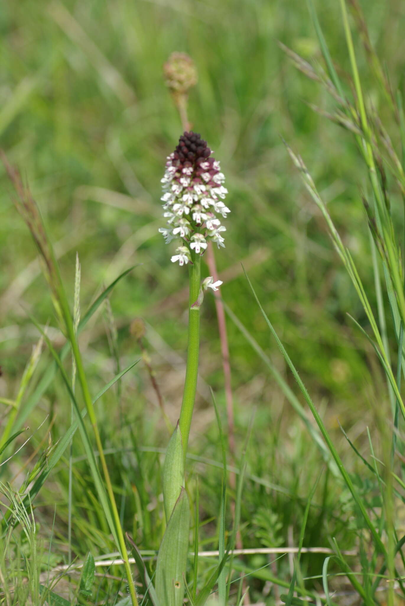 Image of Burnt orchid