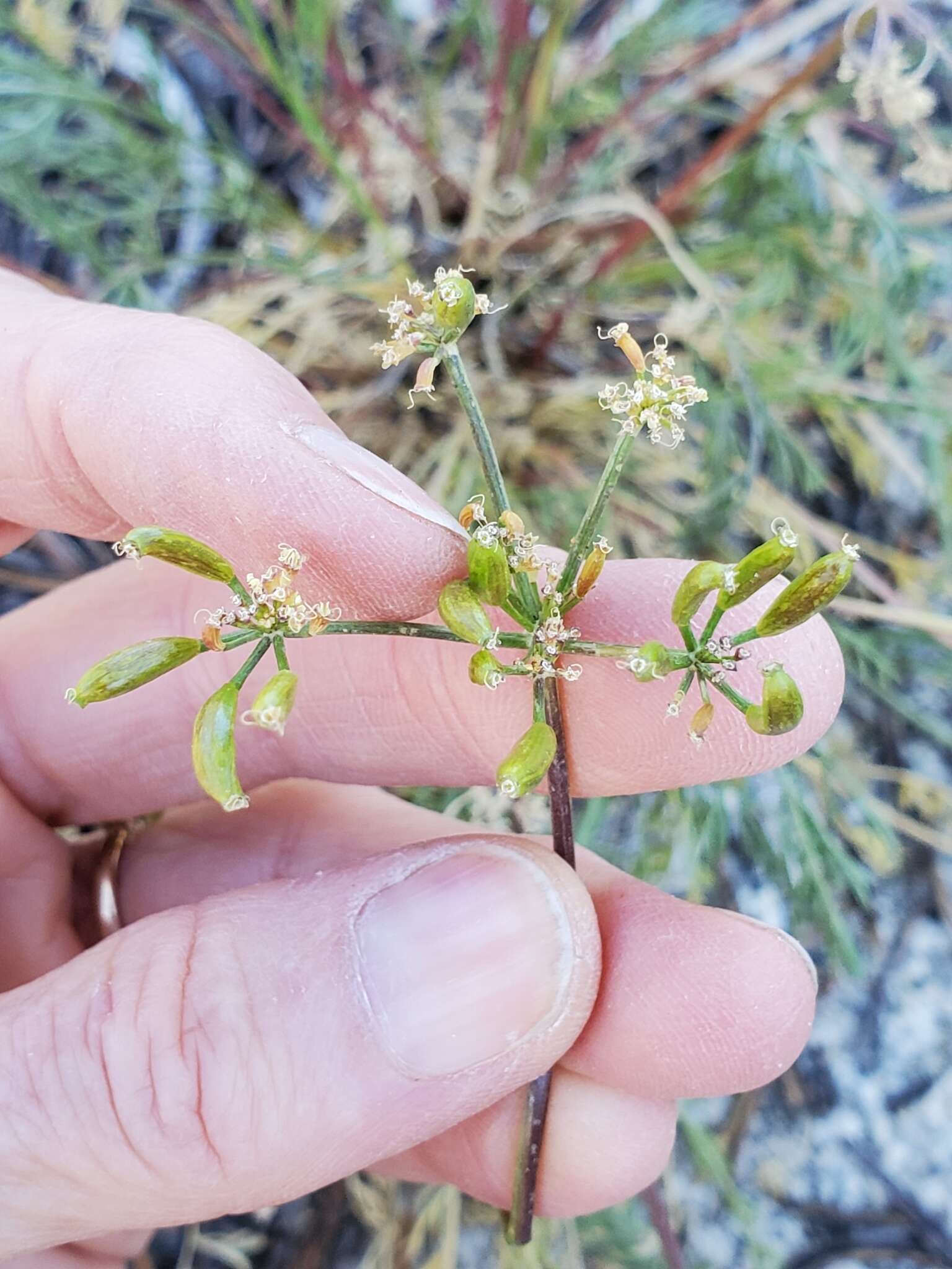 Image of Sierra biscuitroot