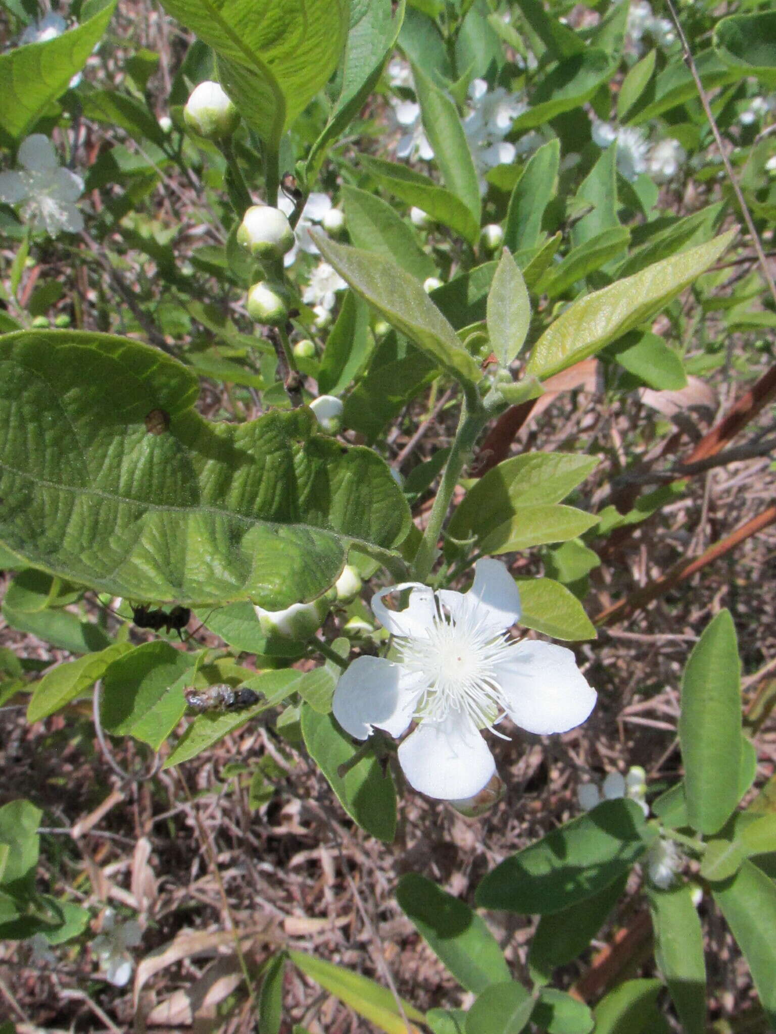 Sivun Campomanesia adamantium (Cambessedes) Berg kuva
