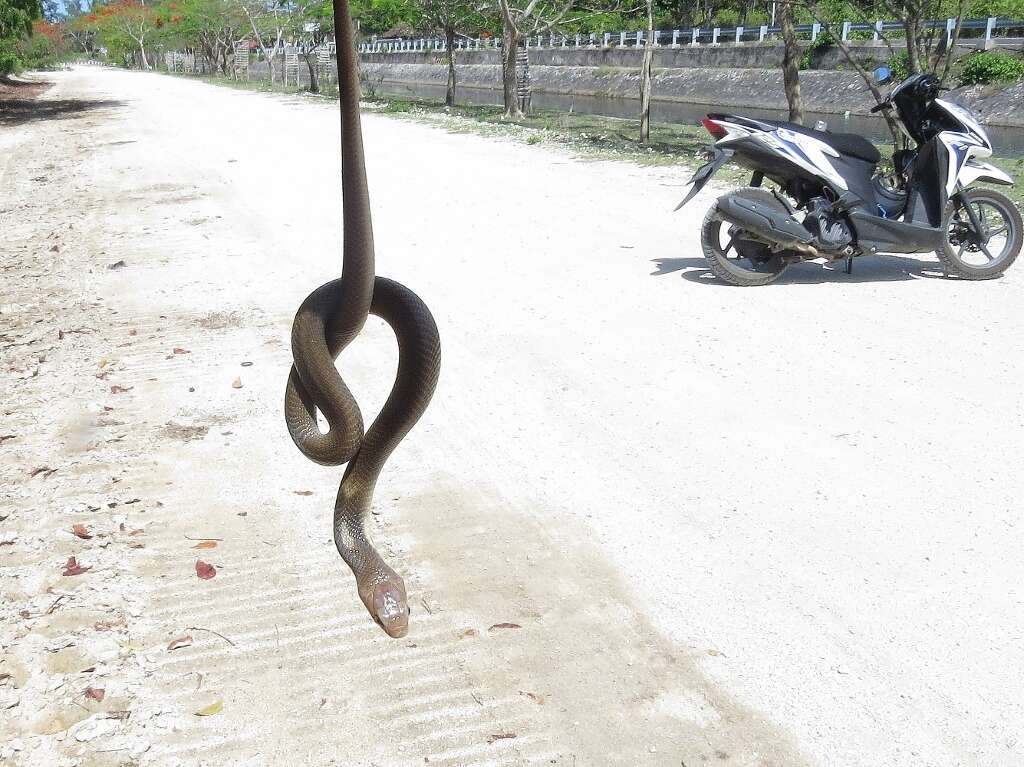 Image of Indonesian Cobra