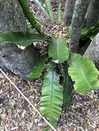 Image of Australian bird's-nest fern