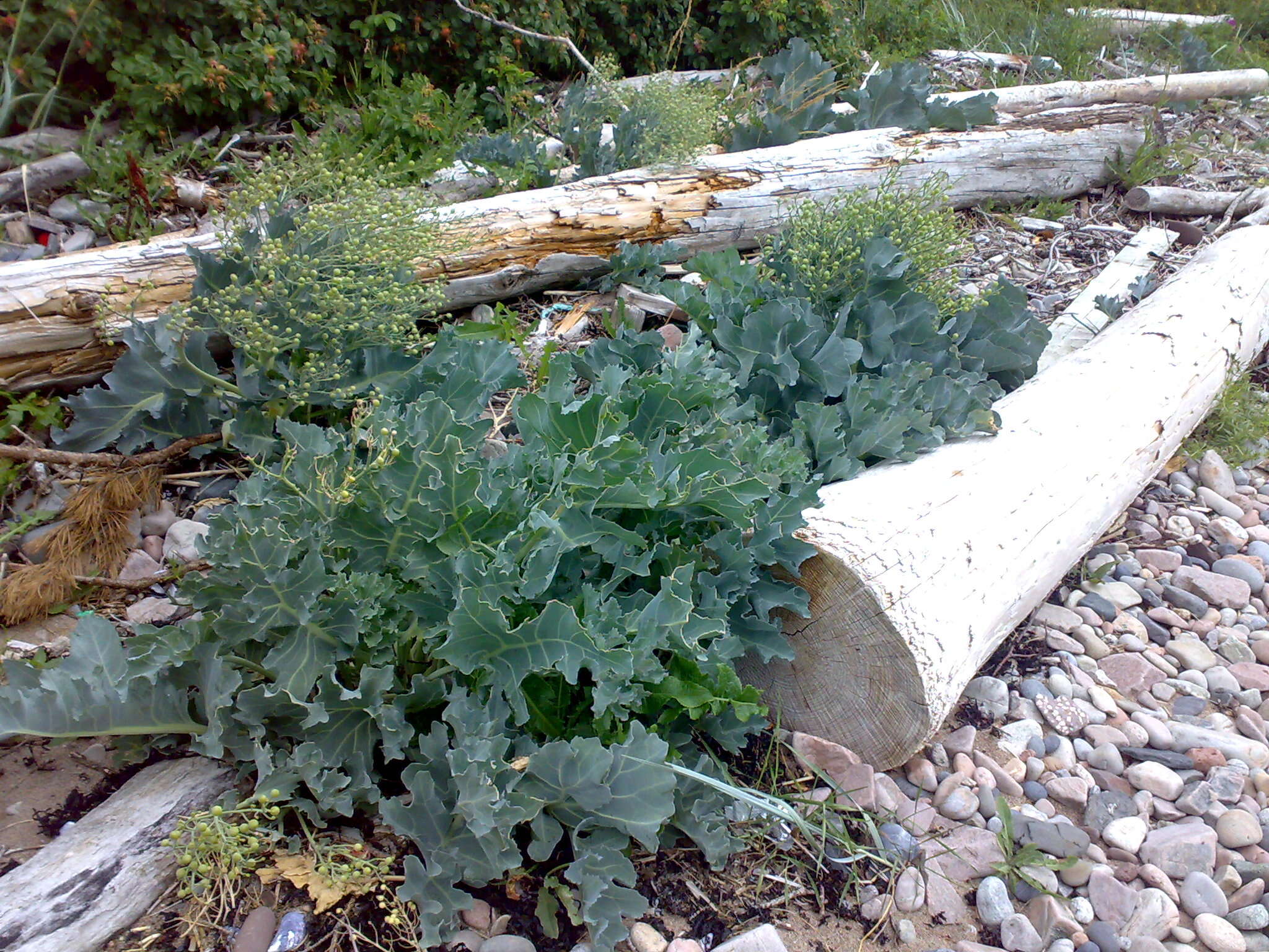 Image of sea kale