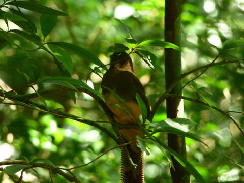 Image of Trogon rufus chrysochloros Pelzeln 1856