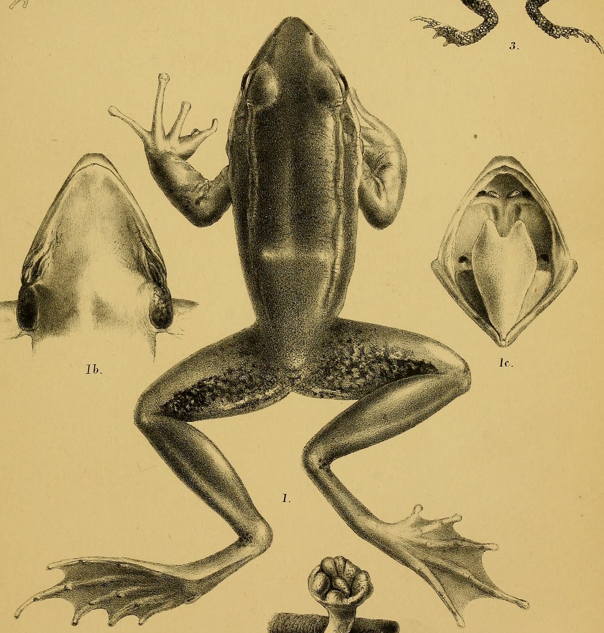 Image of Bhamo Frog