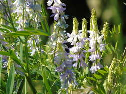 Image of Goat's rue