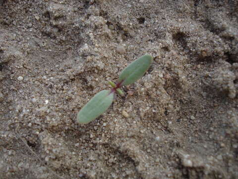 Image of Beta vulgaris subsp. vulgaris Altissima