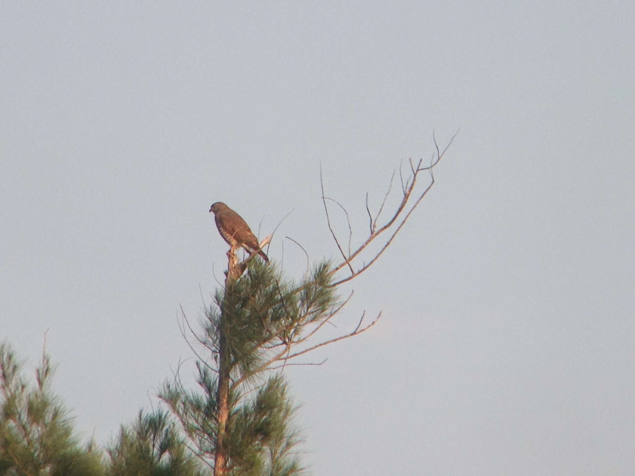 Image of Grey-faced Buzzard