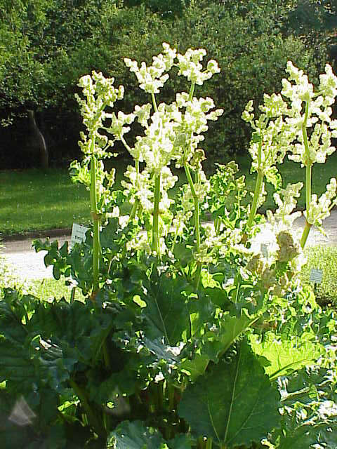 Image of Chinese rhubarb
