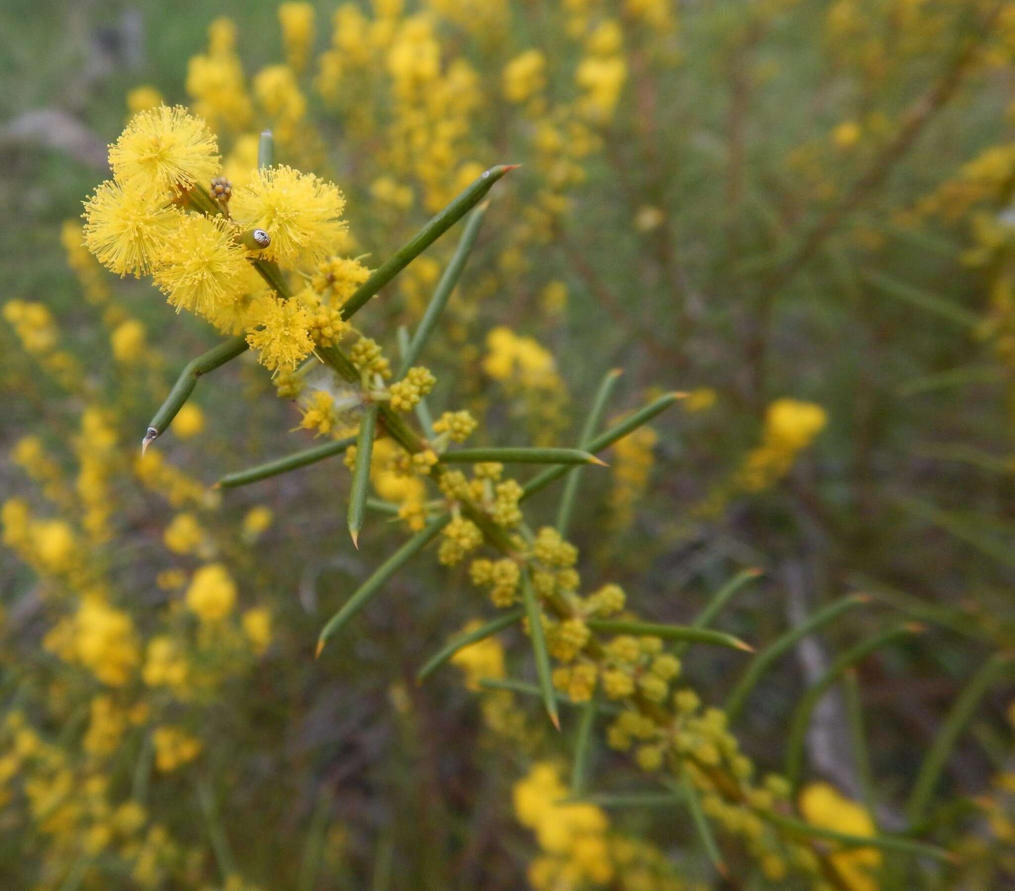 Image of Acacia enterocarpa R. V. Sm.