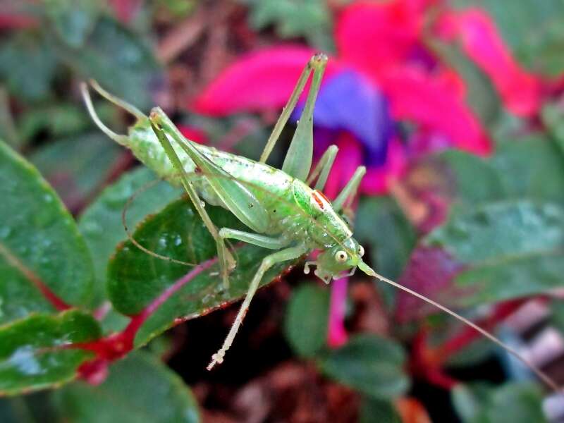 Image of southern oak bush-cricket