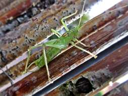 Image of southern oak bush-cricket