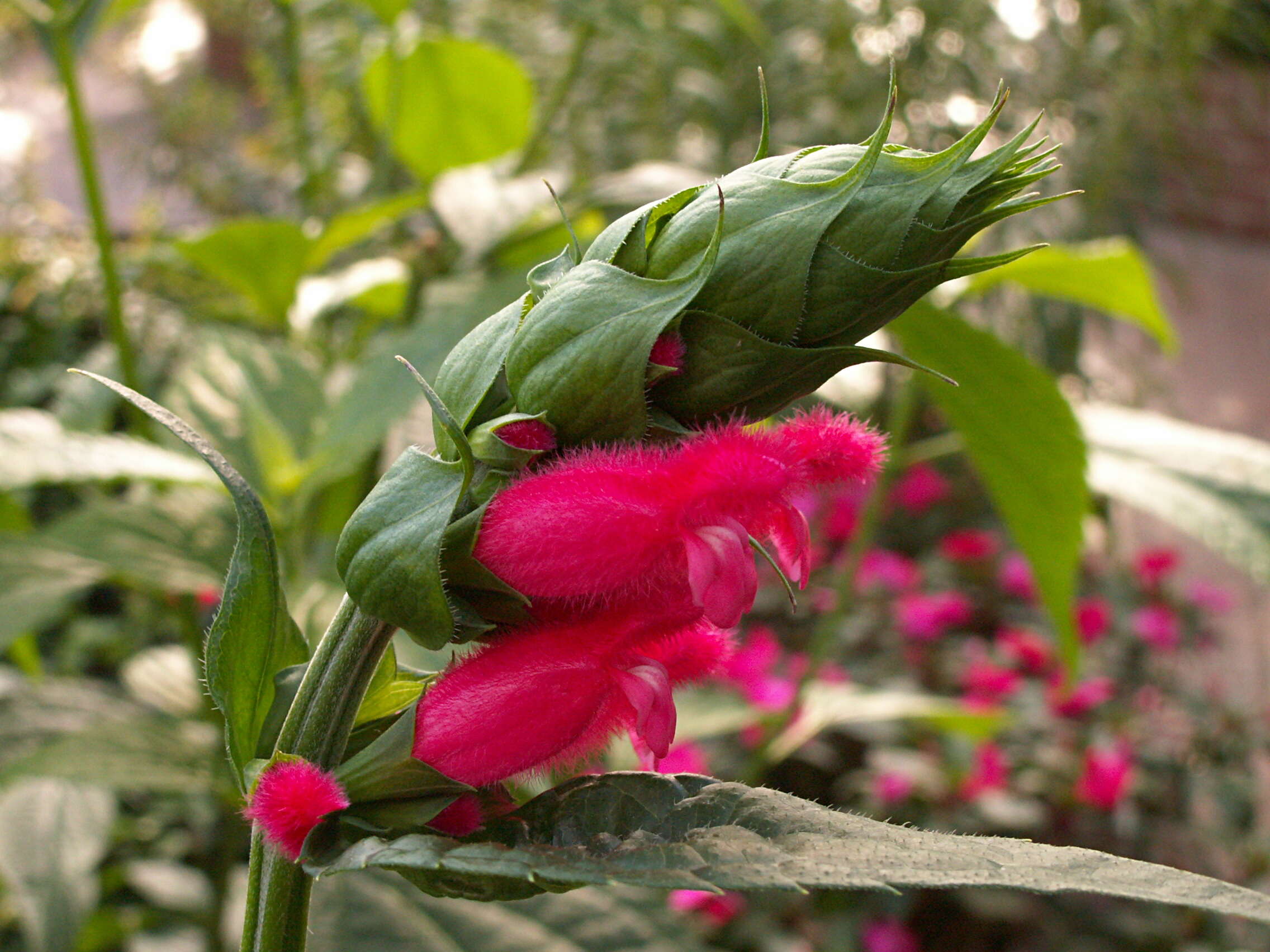 Image of Salvia oxyphora Briq.