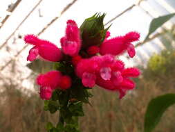Image of Salvia oxyphora Briq.