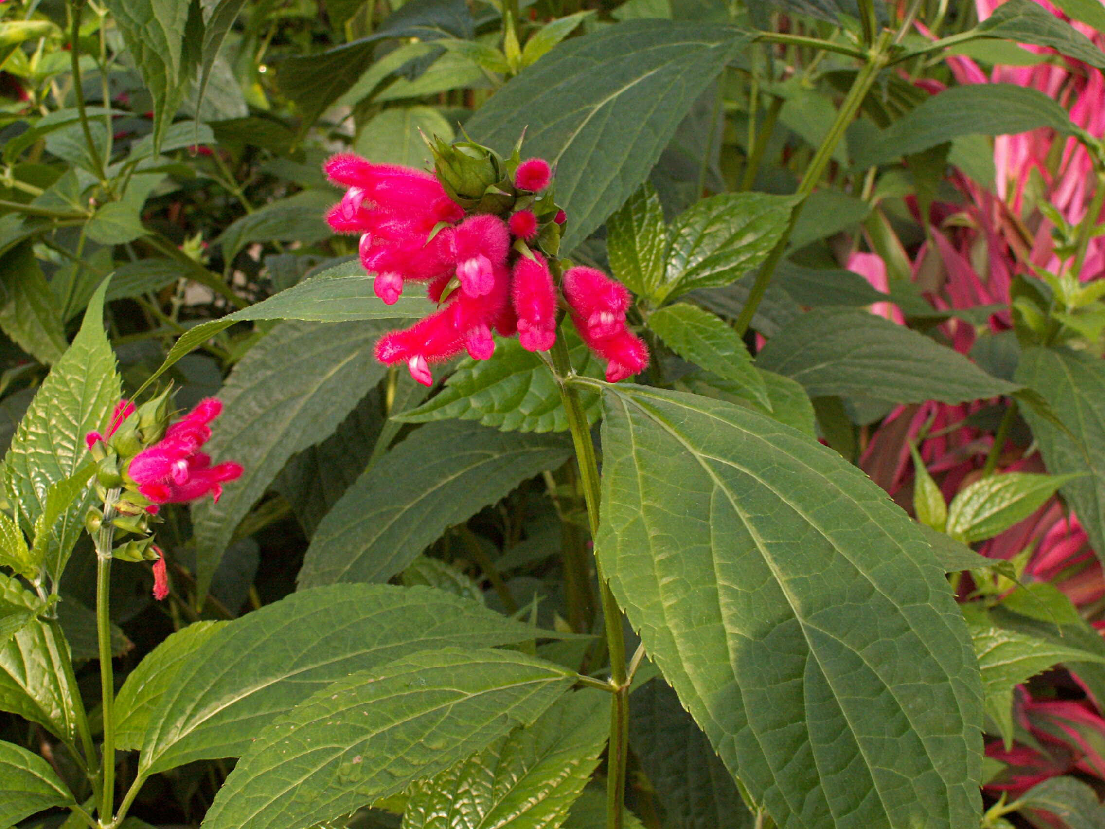 Image of Salvia oxyphora Briq.