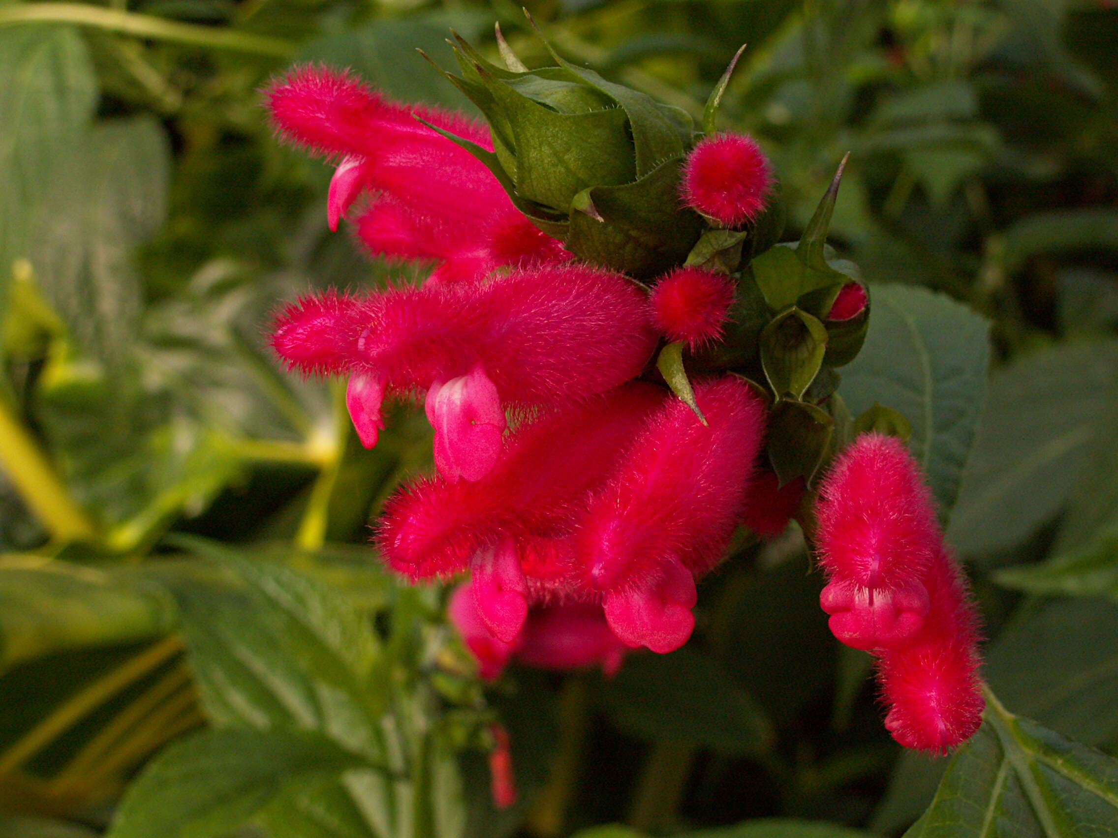 Image of Salvia oxyphora Briq.