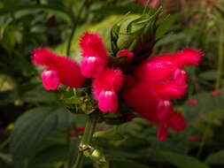 Image of Salvia oxyphora Briq.