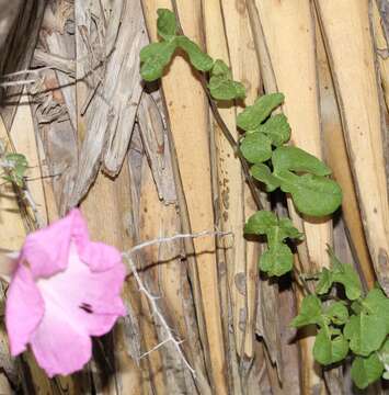 Ipomoea batatoides Choisy resmi