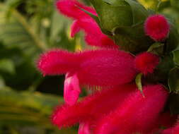 Image of Salvia oxyphora Briq.