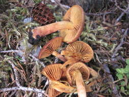 Image of Cortinarius croceus (Schaeff.) Gray 1821