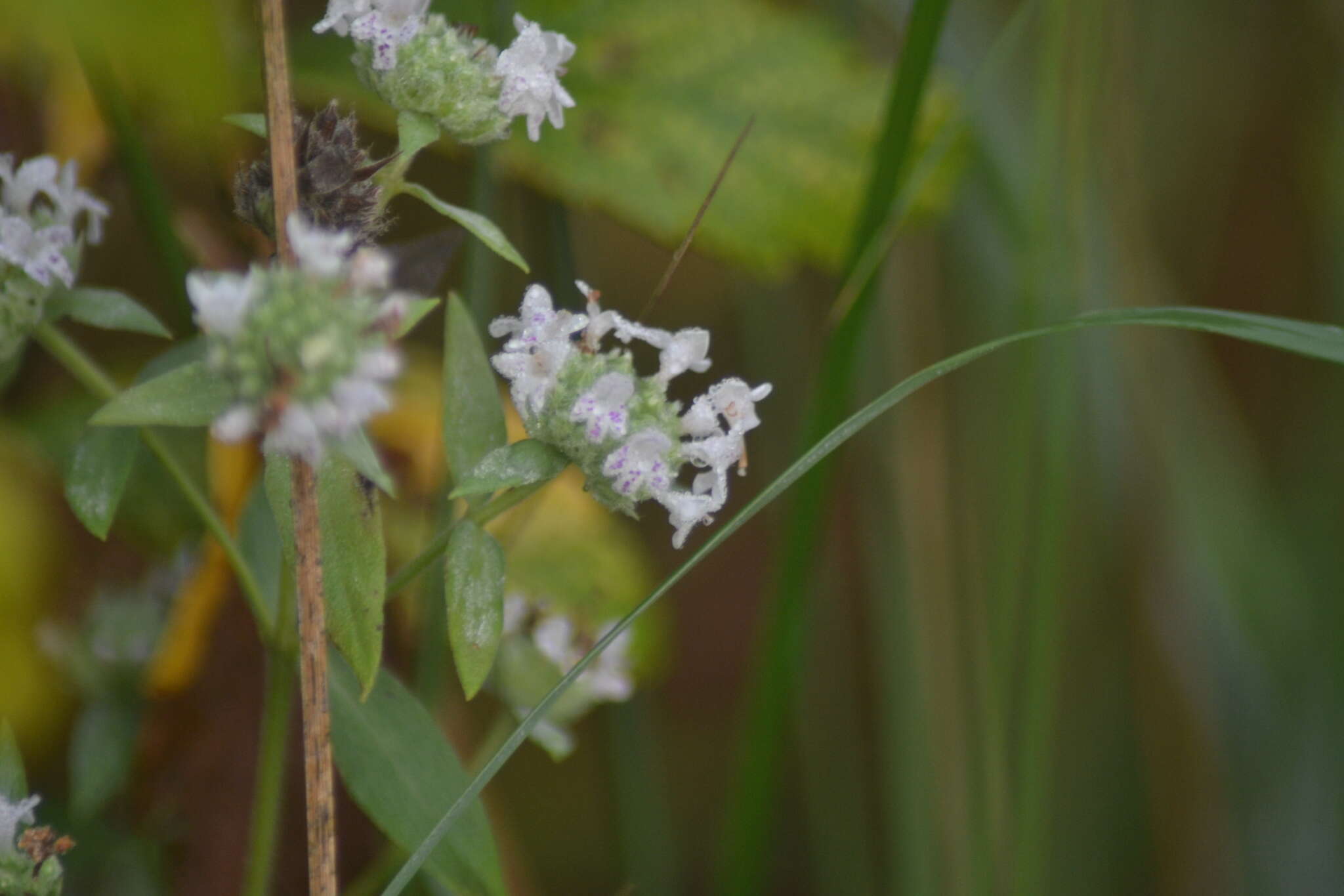 صورة Pycnanthemum verticillatum var. verticillatum