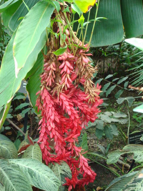 Image of red ginger