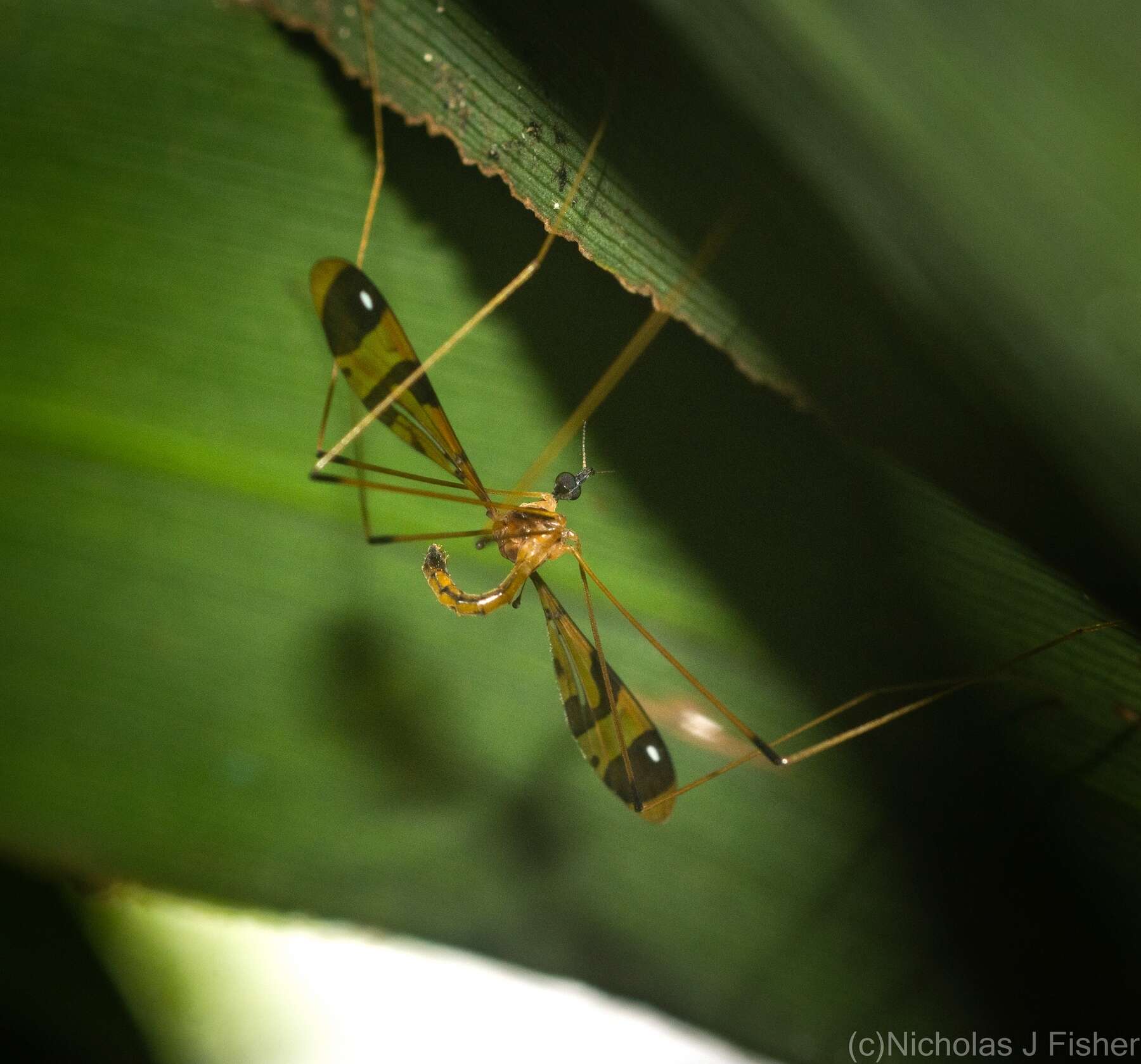 Image of Dapanoptera richmondiana Skuse 1896