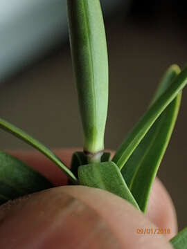 Image of Veronica albicans Petrie