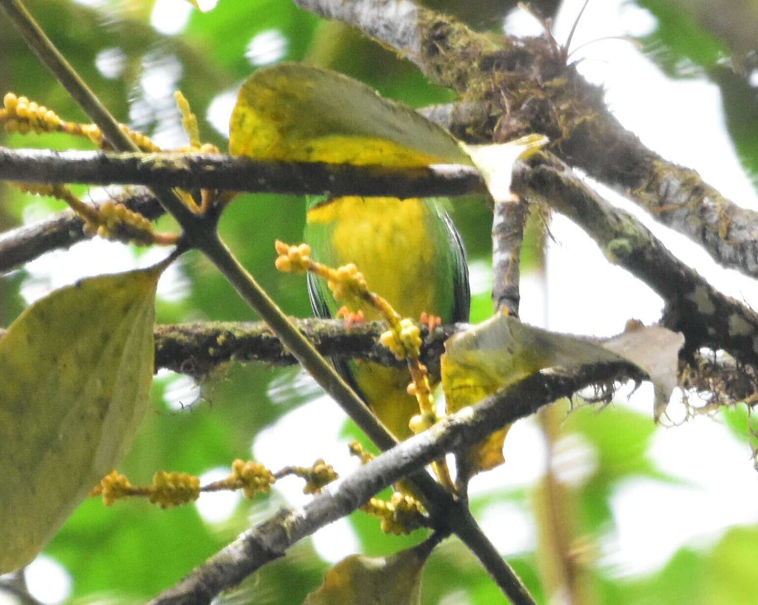 Image of Yellow-collared Chlorophonia