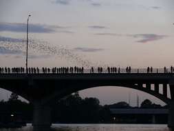 Image of Tadarine Free-tailed Bats