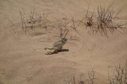 Image of Desert Chameleon