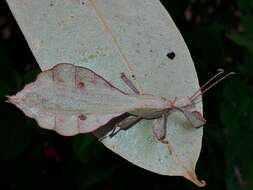 Image of Pulchriphyllium mannani (Seow-Choen 2017)