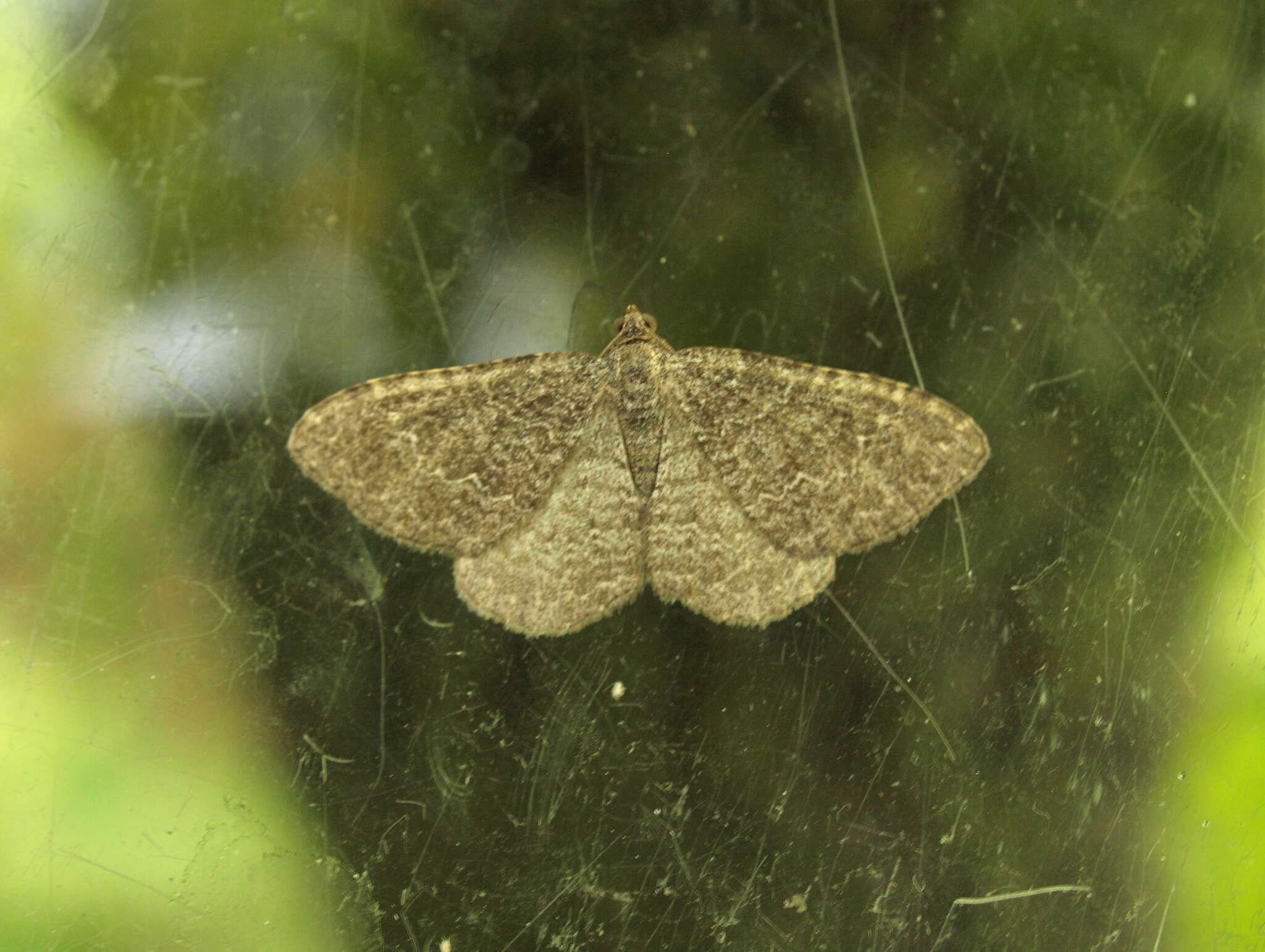 Image of Pale Herringbone