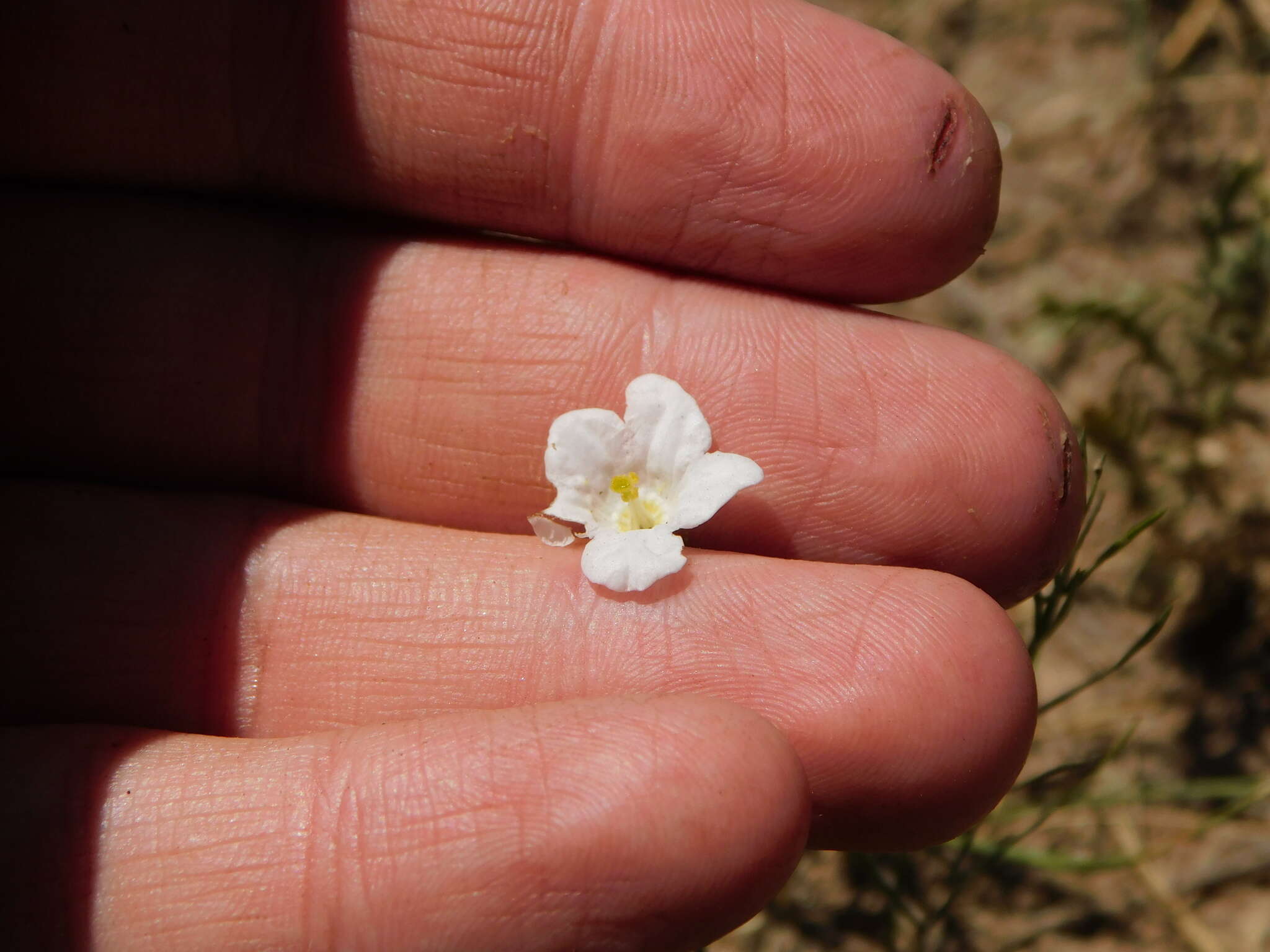 Image of Nierembergia rigida Miers