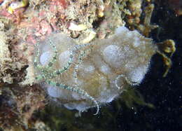 Image of white sea-squirt