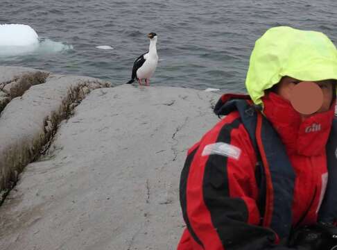 Image of Antarctic Shag