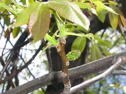 Image of Common walnut