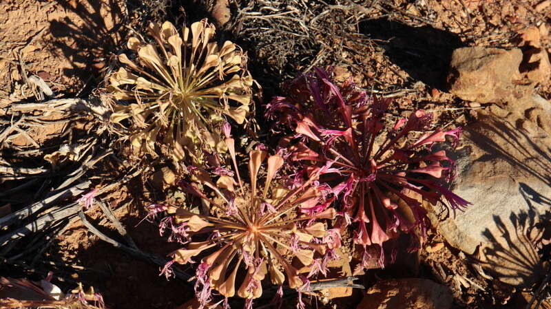 Image of candelabra lily