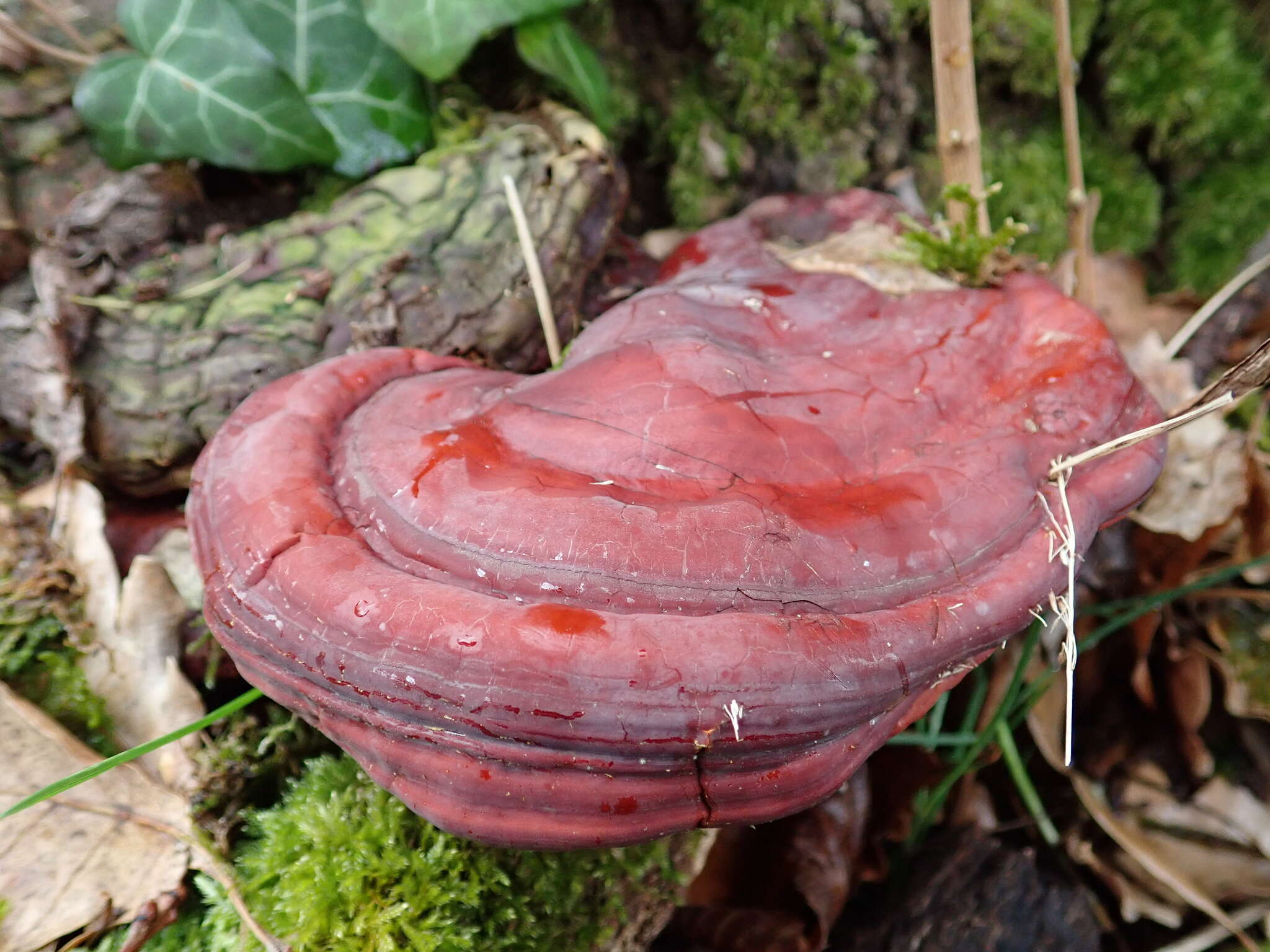 Image of lingzhi mushroom