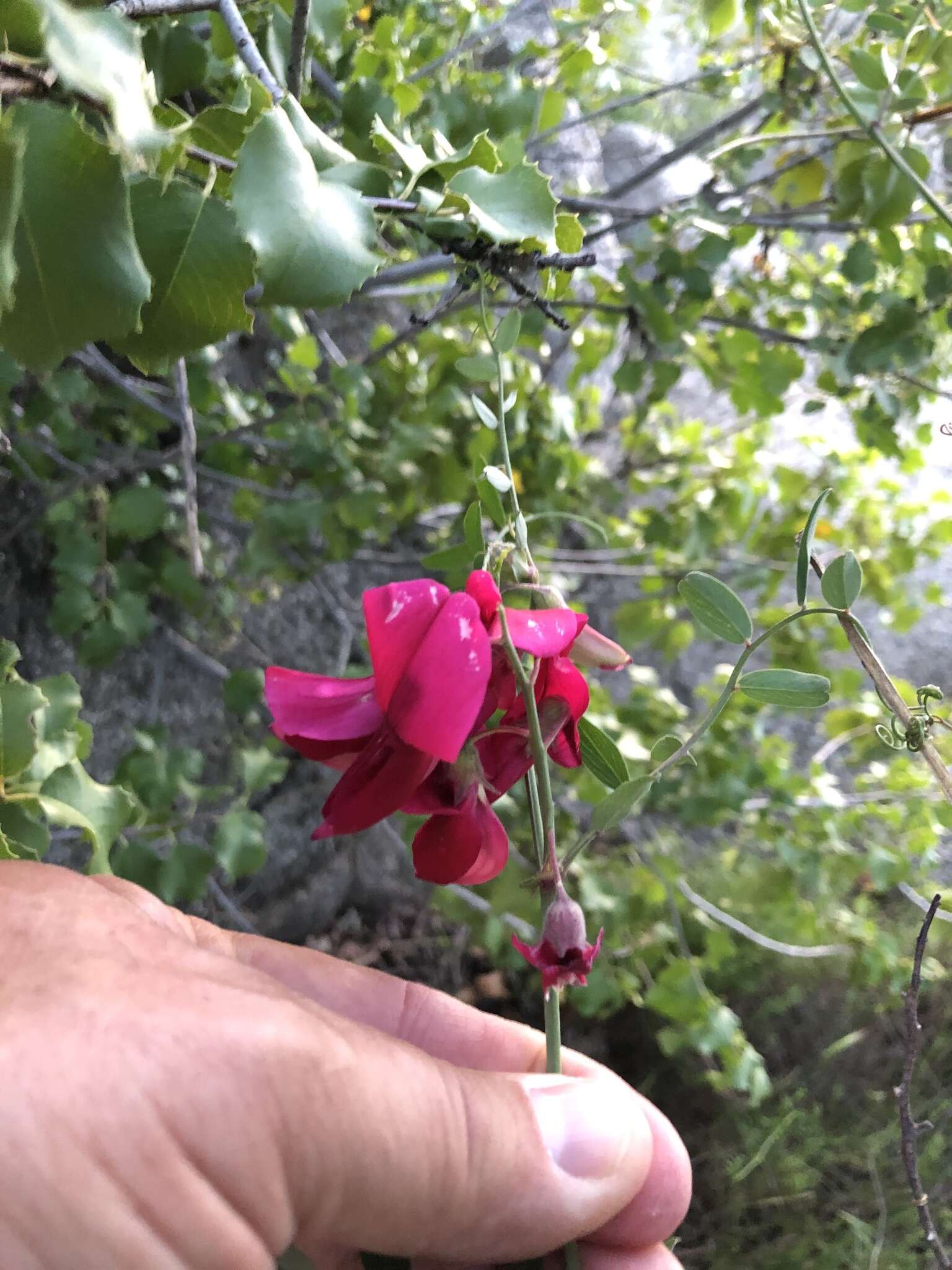 Imagem de Lathyrus splendens Kellogg