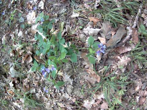 Imagem de Lathyrus laxiflorus (Desf.) Kuntze