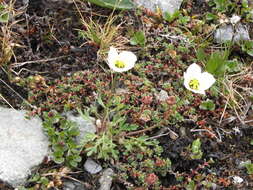 Image of arctic poppy