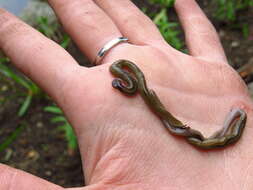 Image of Flatworm