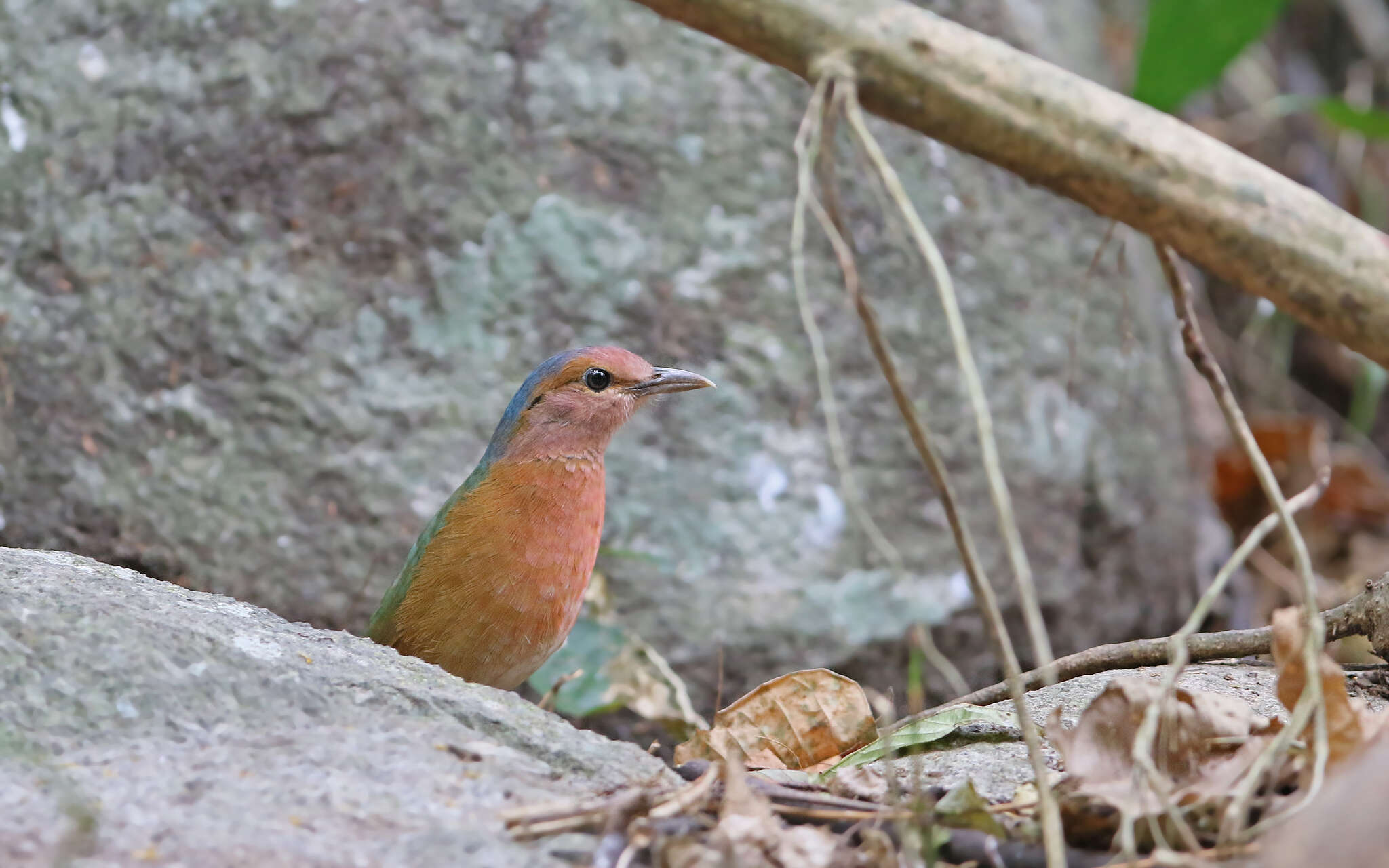 Image of Blue-rumped Pitta