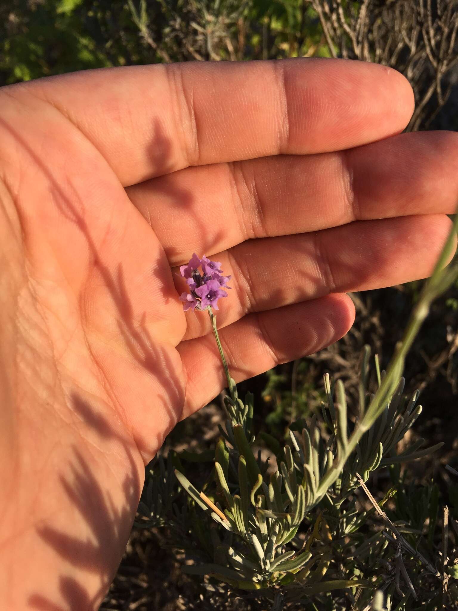 Image of English Lavendar