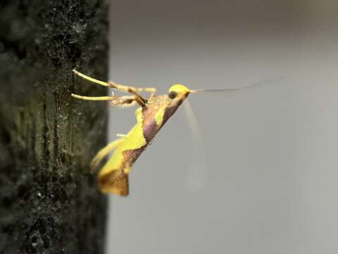 Image of Caloptilia xanthopharella (Meyrick 1880)