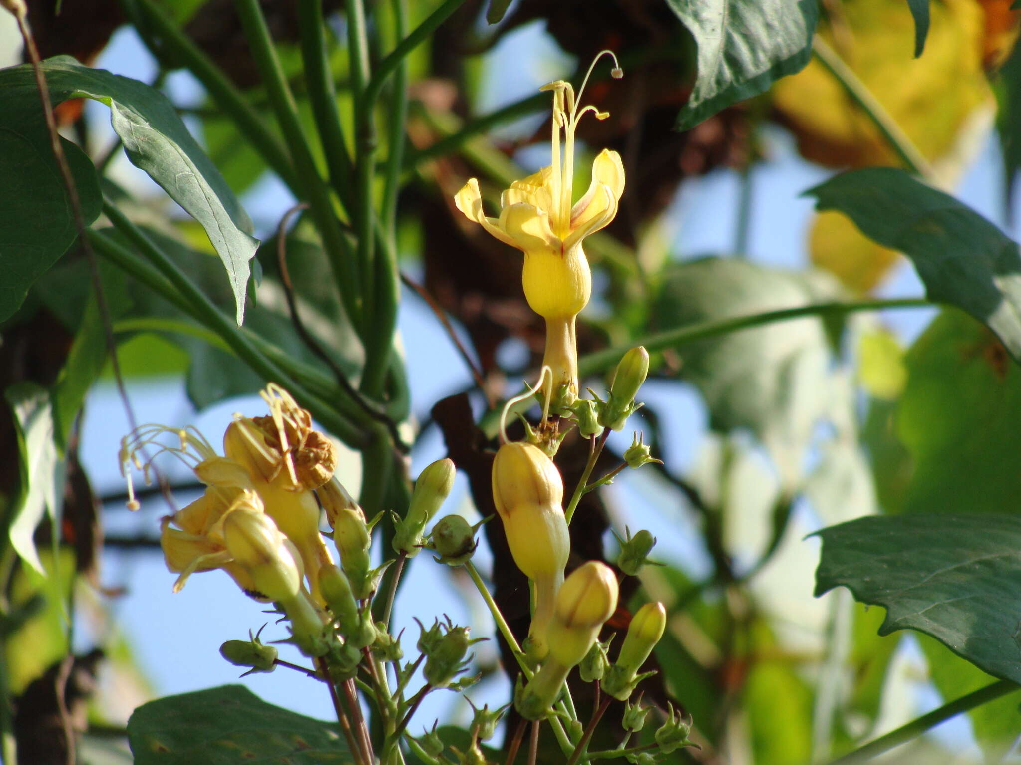 Image of Ipomoea neei (Spreng.) O'Donell