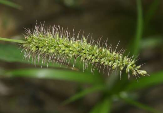 Image of bristly foxtail