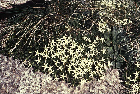 Image of Stackhousia pulvinaris F. Müll.